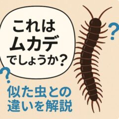 これはムカデでしょうか