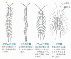 これはムカデでしょうか