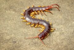 これはムカデでしょうか