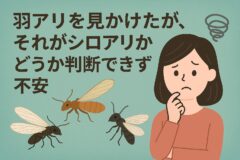 羽アリを見かけた