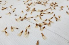 羽アリを見かけた