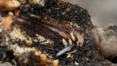 羽アリを見かけた