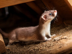 屋根裏 動物 どこから入る
