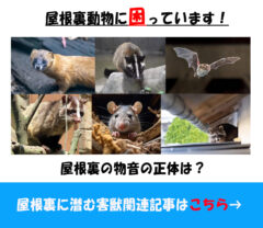 屋根裏の害獣