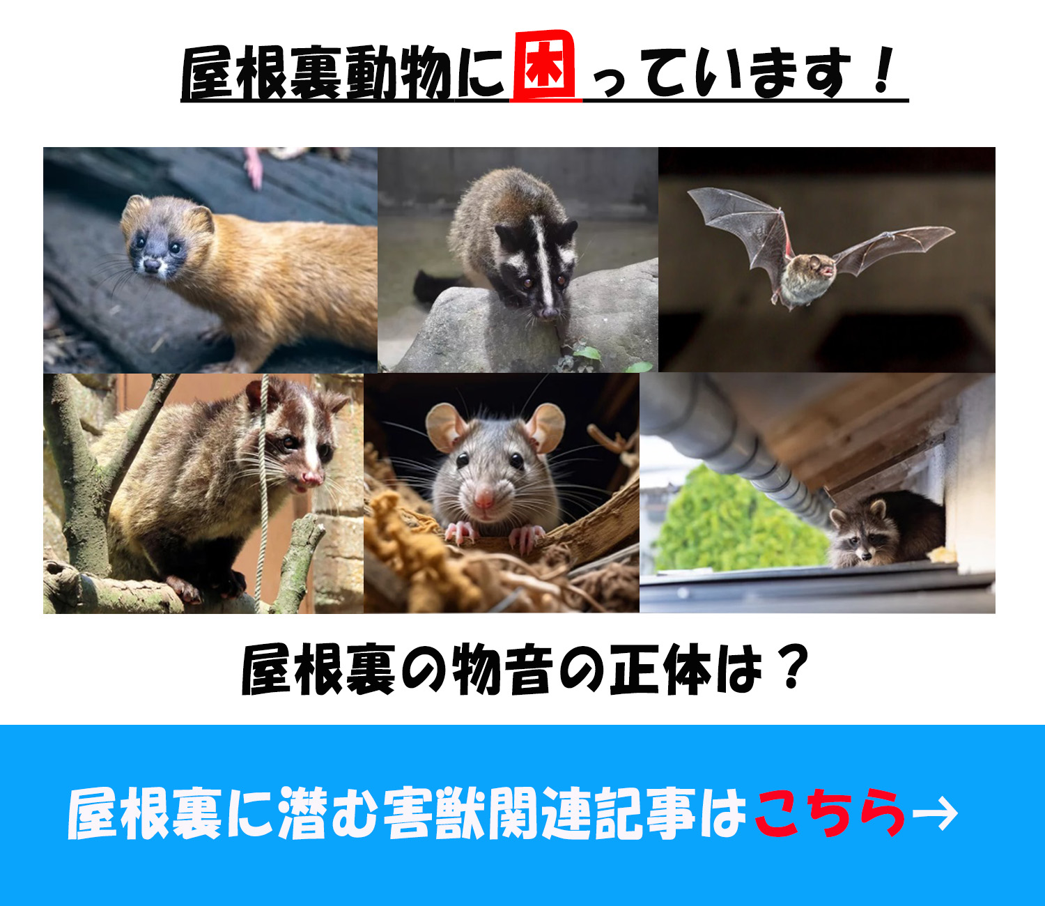 屋根裏の害獣
