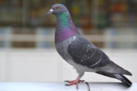 鳩駆除