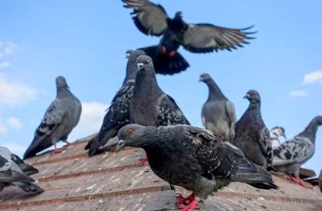 鳩駆除