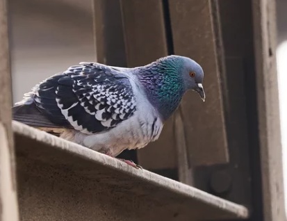 鳩駆除