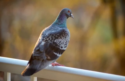鳩よけ対策 ベランダ 家にあるもの