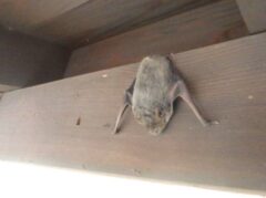 コウモリ駆除