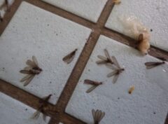 シロアリ駆除