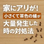家 アリ 小さい 茶色