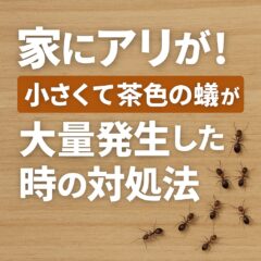 家 アリ 小さい 茶色