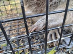 アライグマ駆除 大野城市