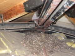 福岡市東区　害獣駆除