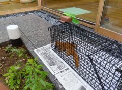 イタチ駆除