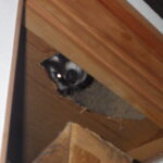 アライグマ対策 嘉麻市の被害と駆除法を徹底解説