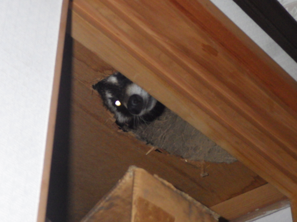 アライグマ被害　嘉麻市