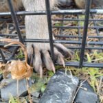 アライグマ駆除 春日市の助成と報償金制度をわかりやすく解説