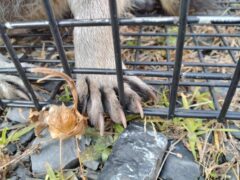 アライグマ駆除　中間市