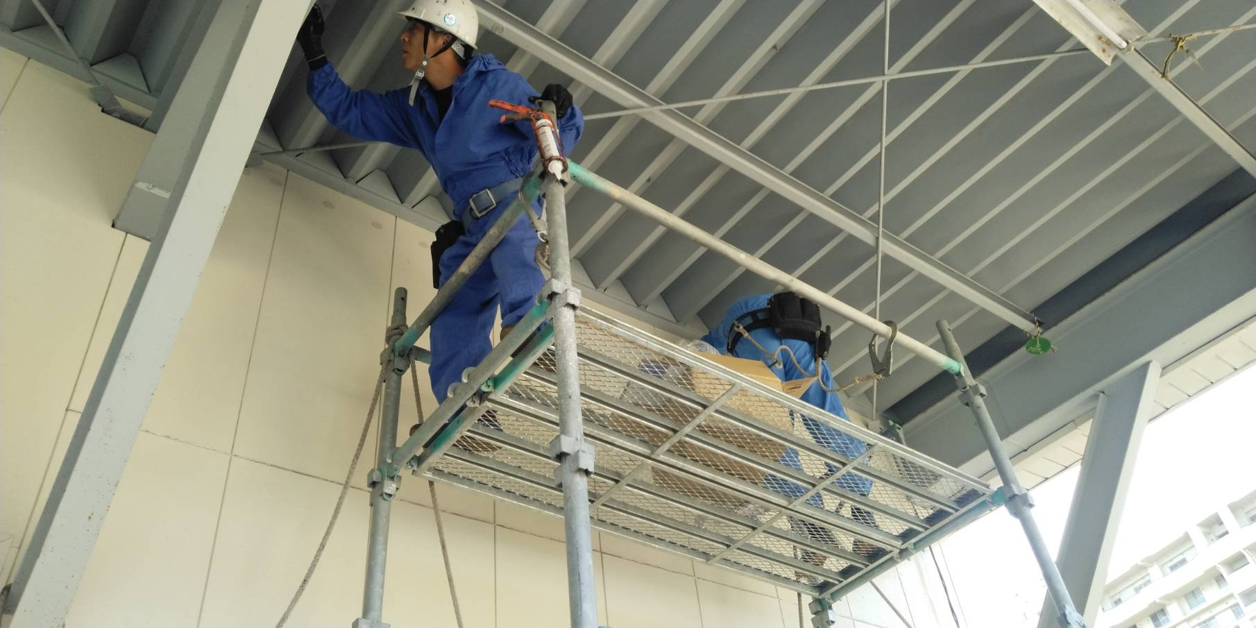 ハト駆除　若宮市