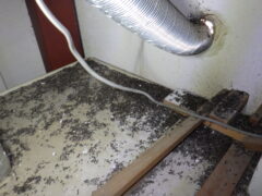 害獣駆除　芦屋町