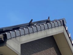 八幡西区で日産自動車様の看板に鳥の忌避剤施工