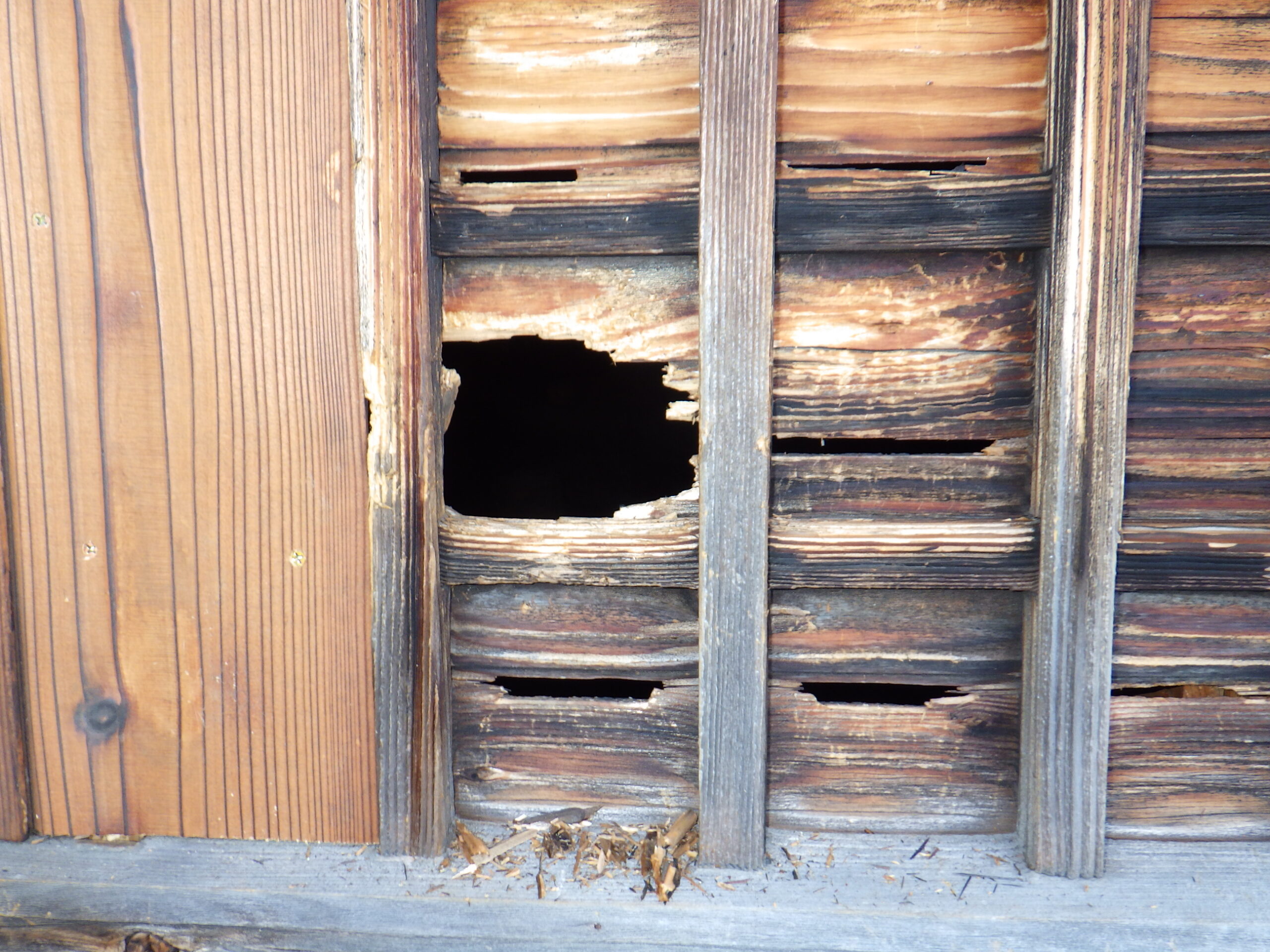 害獣駆除 新宮町