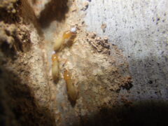 【北九州市】本日よりイエシロアリ施工