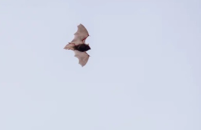 アブラコウモリ
