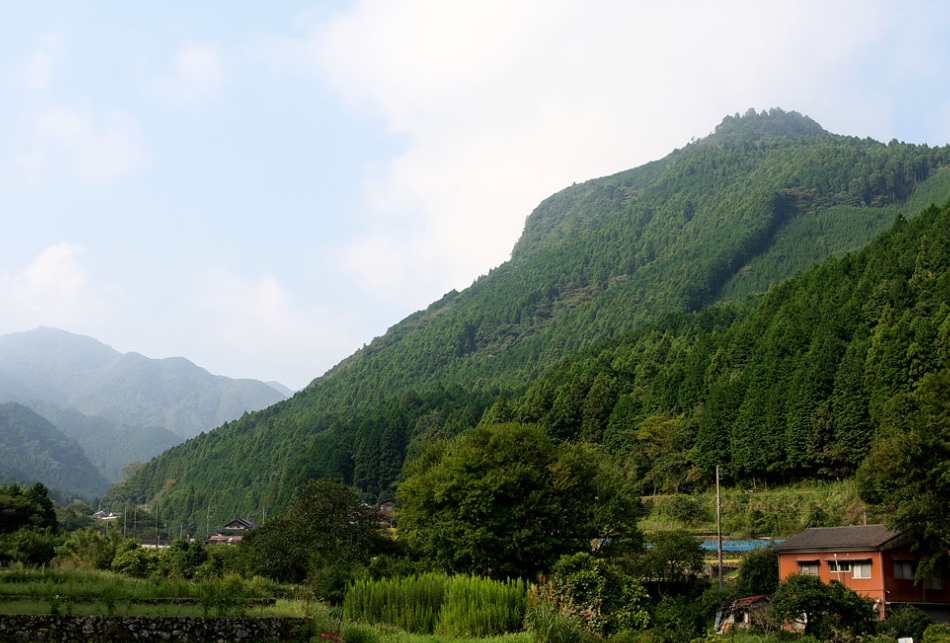 鳩駆除 豊前市