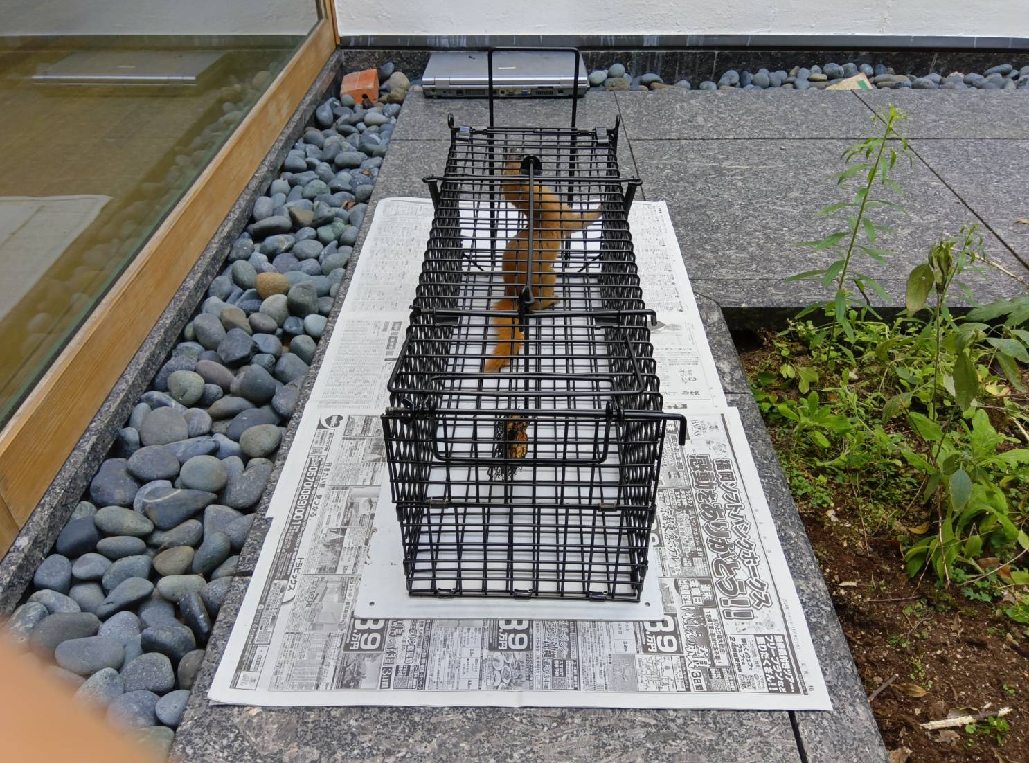 イタチ被害　宮若市