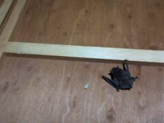 コウモリ駆除　自分で