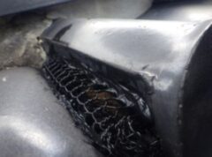 アライグマ駆除 宗像市