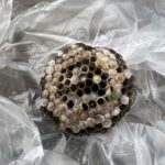 ハチ駆除　料金
