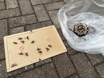 ハチ駆除　料金