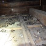 【行橋市】アライグマ駆除の事例紹介と料金、費用相場について