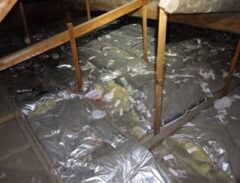 アライグマ駆除　行橋市