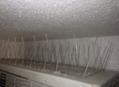 鳩駆除　門司区　料金