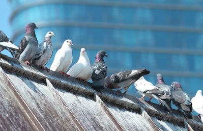 鳩駆除　門司区　料金