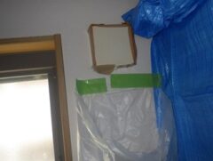 コウモリ駆除　日田市