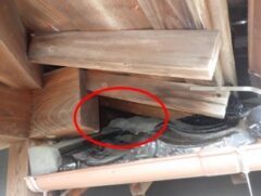 アライグマ駆除　料金