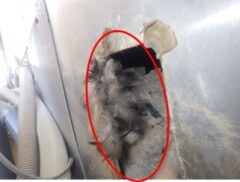 イタチ駆除　嘉麻市