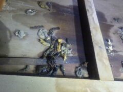 イタチ駆除　嘉麻市