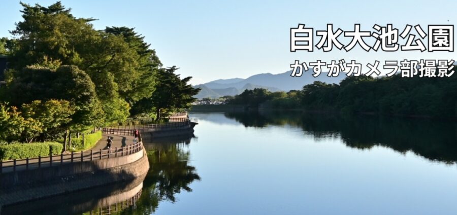 春日市　コウモリ駆除