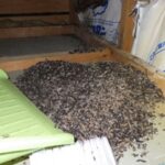 コウモリ駆除　小倉南区