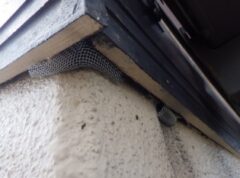 コウモリ駆除　料金