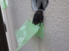 コウモリ駆除　料金