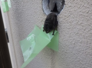 コウモリ駆除 料金