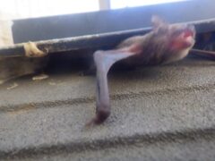 コウモリ駆除　朝倉郡